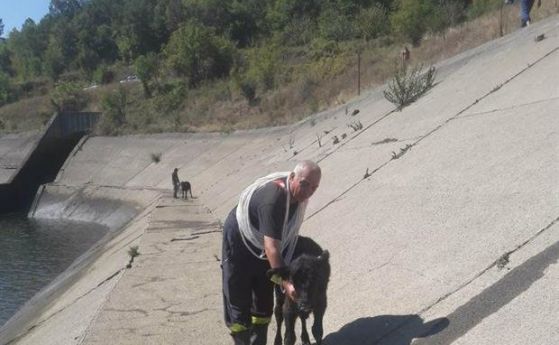 Пожарникари извадиха стадо крави и телета от водоем (снимки)