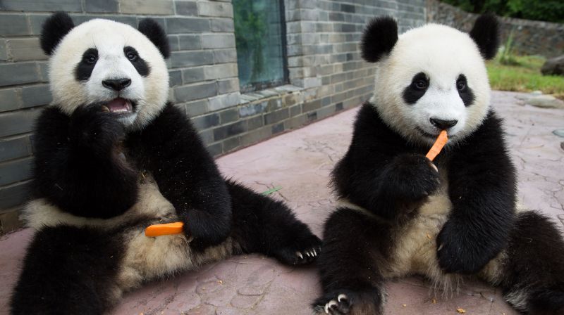 Учени установиха, че диви животни като пандите, орангутаните, тигрите и