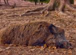 Отменят част от ограниченията за групов лов на диви свине