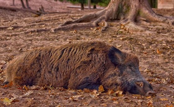 Отменят част от ограниченията за групов лов на диви свине