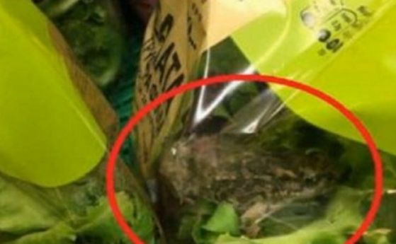 Намериха жива жаба в опакована салата в магазин