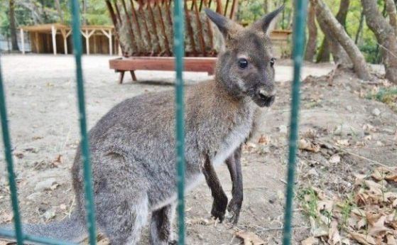 Избягало е кенгуру в зоопарка в Сандански