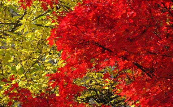 Златната есен ще продължи поне до 7-10 ноември