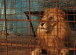 'Четири лапи' спаси лъвове и мечка от незаконен зоопарк в Албания