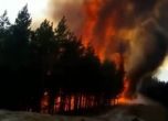 Пожари пламнаха в страната, горят борови гори