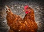 БАБХ: Отглеждането на кокошки в двора няма да се криминализира