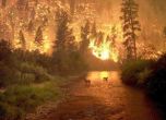 Огненият ад в Калифорния: 50 души са изпепелени, любимият на богатите и известните Малибу е унищожен