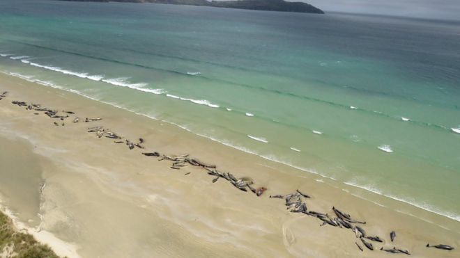 145 черни делфина загинаха, след като се изхвърлиха на брега