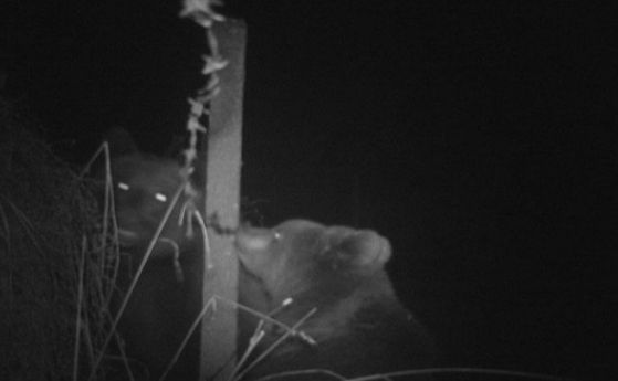 Фотокапан засне две мечки на Витоша