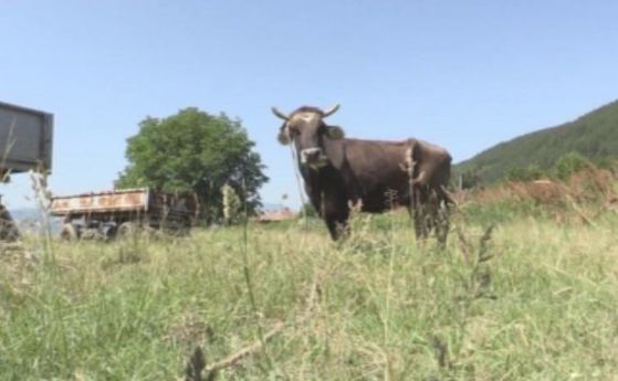 78-годишен мъж застреля крава в центъра на село