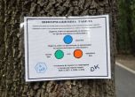 Секат дървета в Борисовата градина до март, над 5000 са маркирани