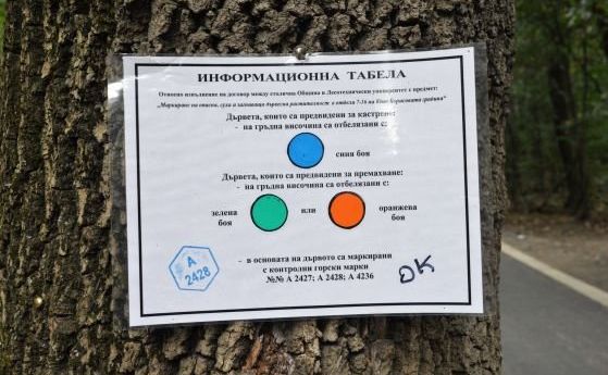 Секат дървета в Борисовата градина до март, над 5000 са маркирани