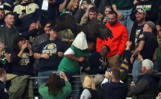Двама американски футболни почитатели бяха шокирани от белоглав орел който