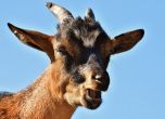 Облекчават мерките срещу чумата по козите в три области