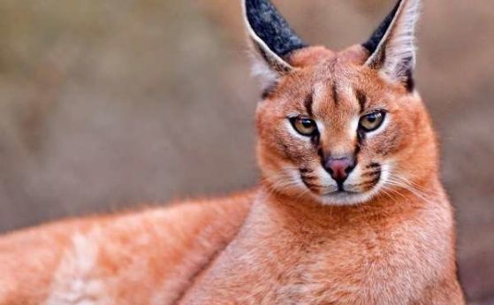 В България се търгува незаконно с диви котки, предупреждават от 'Четири лапи'