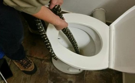 Питон ухапа австралийка в тоалетната