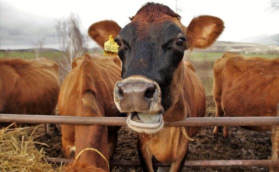  Кланица в Полша изнасяла инфектирано месо за Европейски Съюз 