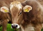 Полша е изнесла 2700 кг от заразеното месо
