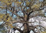 Подкрепете трънския красавец за Европейско дърво на годината 2019 (галерия)