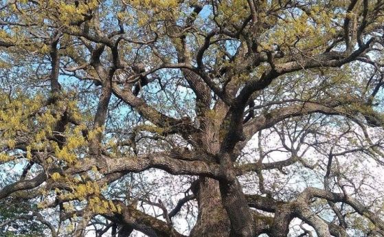 Подкрепете трънския красавец за Европейско дърво на годината 2019 (галерия)