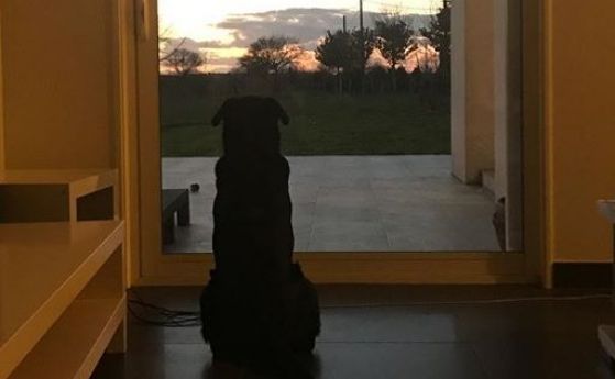 Трогателно: Кучето на Емилиано Сала все още го чака