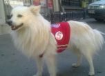 Отровиха кучето Арчи, активист на БСП в Кюстендил