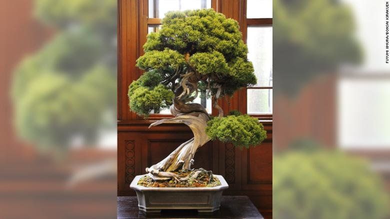 Изключително ценни дръвчета бонсай бяха откраднати от градина в префектура