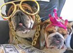 Кучето на Хамилтън печели по 600 долара на ден