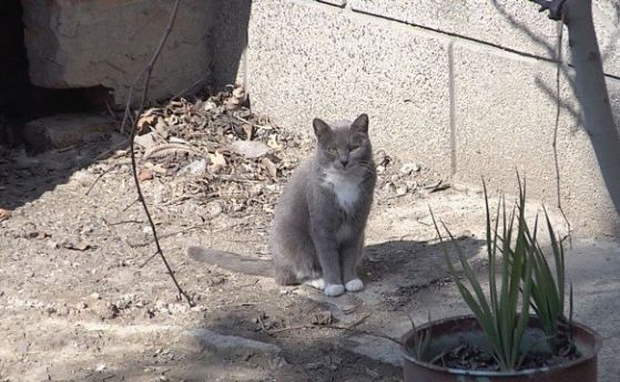 Стрелец гърми по котки в Сливен, цели домашните любимци в сърцето