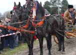 Кушия с коне в Екопарк Варна