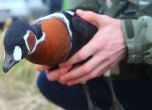 #EUProtects: Опазването на застрашените от изчезване червеногуши гъски (видео)