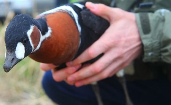 #EUProtects: Опазването на застрашените от изчезване червеногуши гъски (видео)