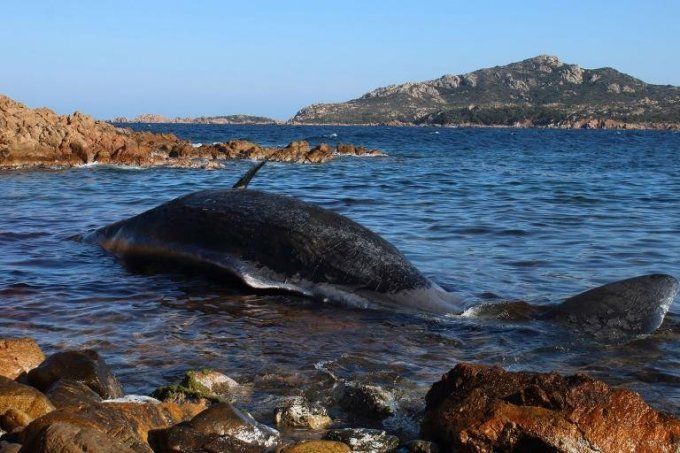 Бременен кит умря, задушен от 23 килограма пластмаса в стомаха