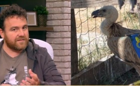 Куриозно: Бял лешояд от България арестуван за шпионаж в Йемен