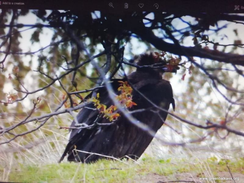 Четири черни лешояда, освободени от страната ни като част от