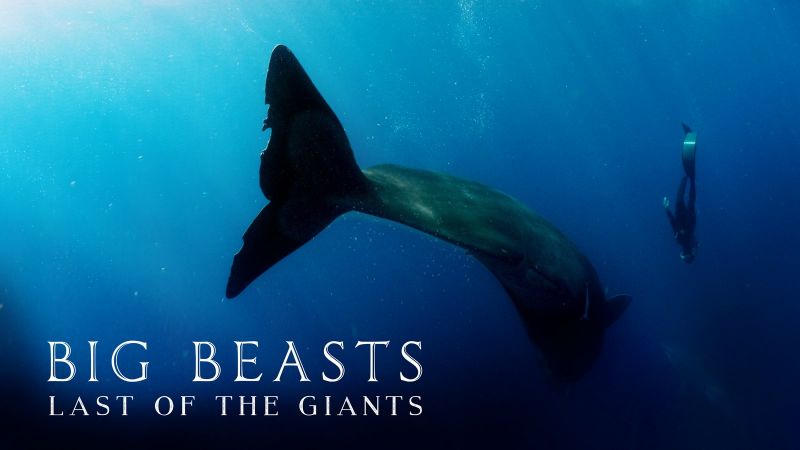 Поредицата за зоолюбители Големи зверове: Последният гигант“ е по Viasat Nature