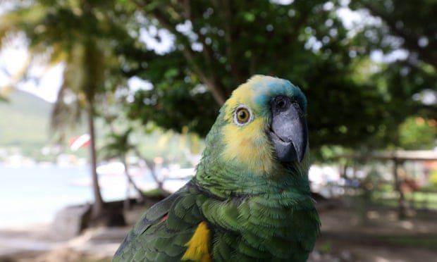 Амазонски папагал на име Фреди Крюгер влезе в централните новини