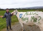 Предложение за брак с... крава