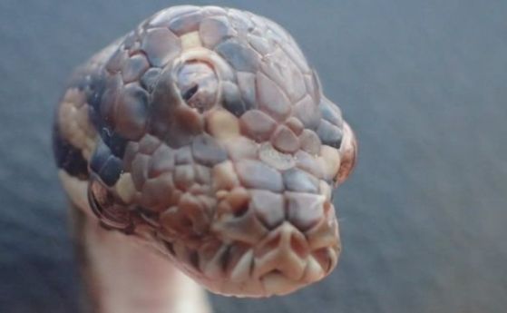 Змия с три очи хванаха в Австралия