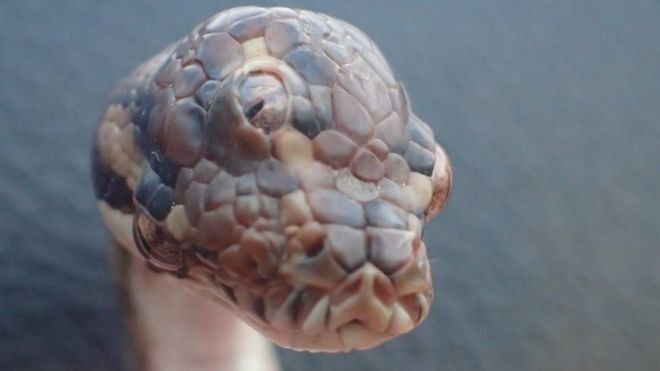 Змия с три очи беше откриха на магистрала в Северна Австралия, съобщи