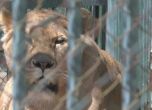 2 лъвчета умряха в Хасково поради немарливост