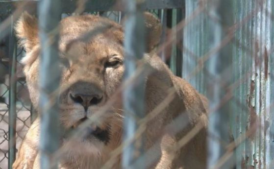 Две новородени лъвчета от зоопарка в Хасково са починали поради