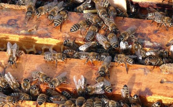 Пчелари протестират днес срещу масовото отравяне на пчели