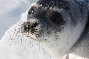 Десетки петнисти тюлени бебета бяха върнати в дивата природа месеци,