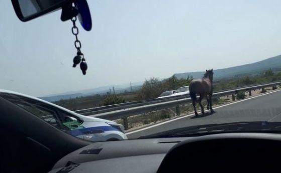 Борисов: Не може кон на магистрала. Катаджиите да гледат и тези пасища