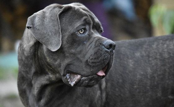  Съдът взема решение за ареста на мъжа, чиито пет кучета раздраха човек 