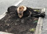 Камион събори дърво на Дондуков на сантиметри от майка с количка