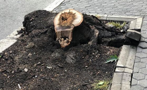 Камион събори дърво на Дондуков на сантиметри от майка с количка