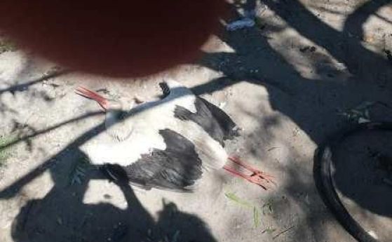 Деца убиха щъркел в Стамболийски