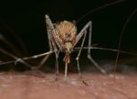 Борисов разпореди спешни мерки срещу комарите край Дунава